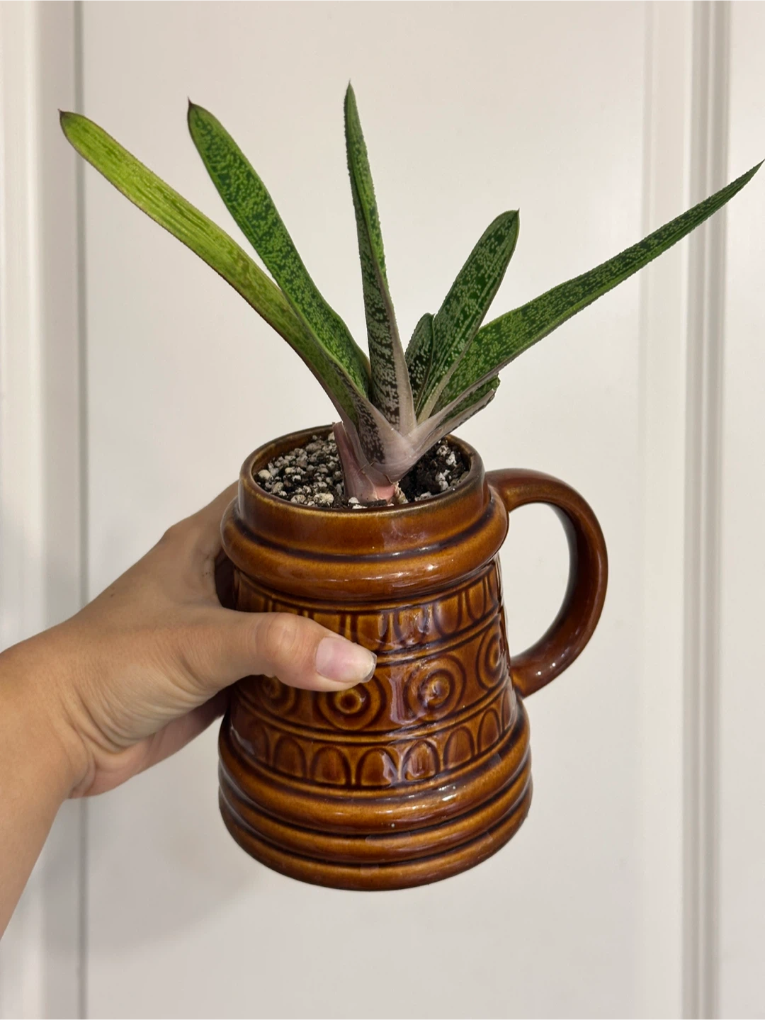 Gasteria Little Warty Succulent Plant