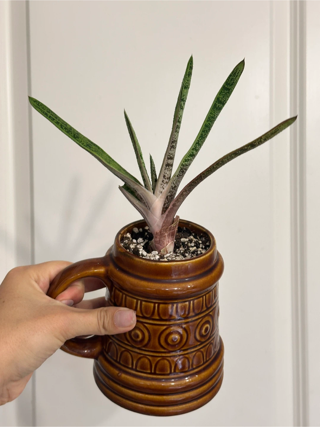 Gasteria Little Warty Succulent Plant - photo 3