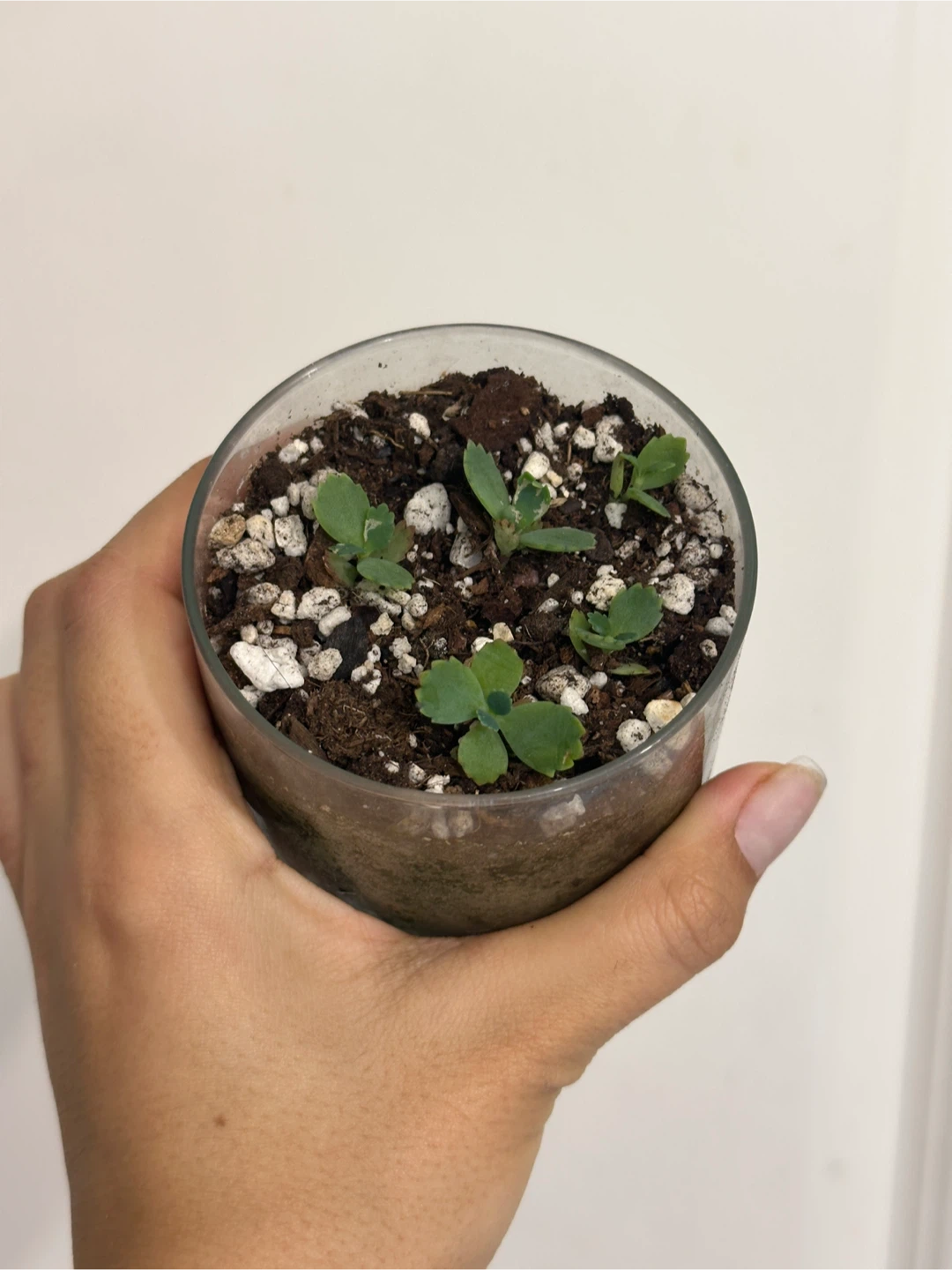 Mother of Thousands Plant
