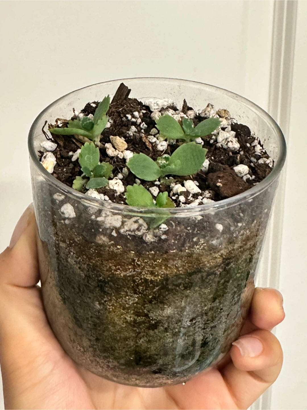 Mother of Thousands Plant - photo 2