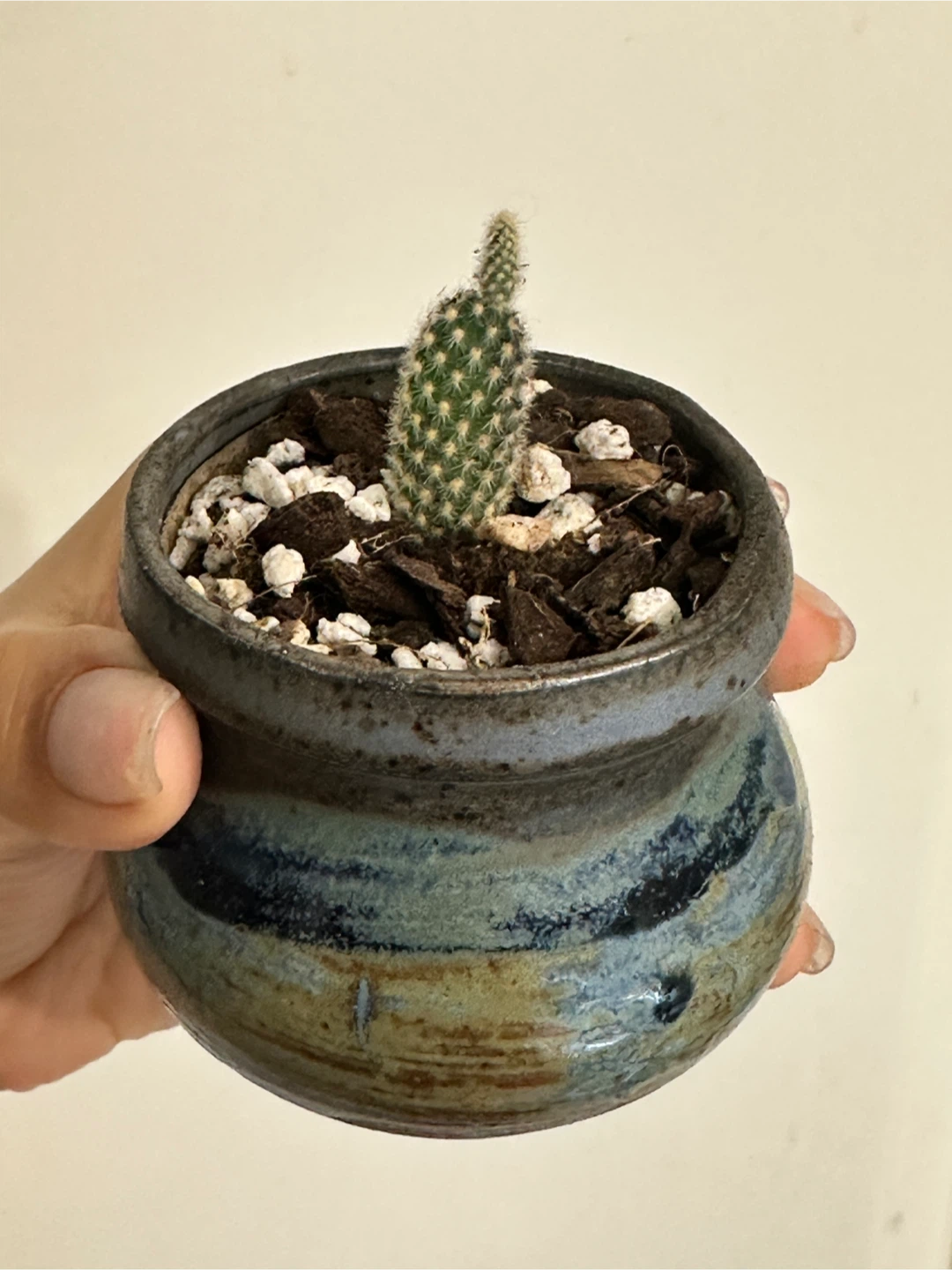 Bunny Ear Cactus Plant