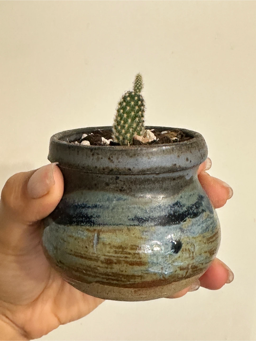 Bunny Ear Cactus Plant - photo 2
