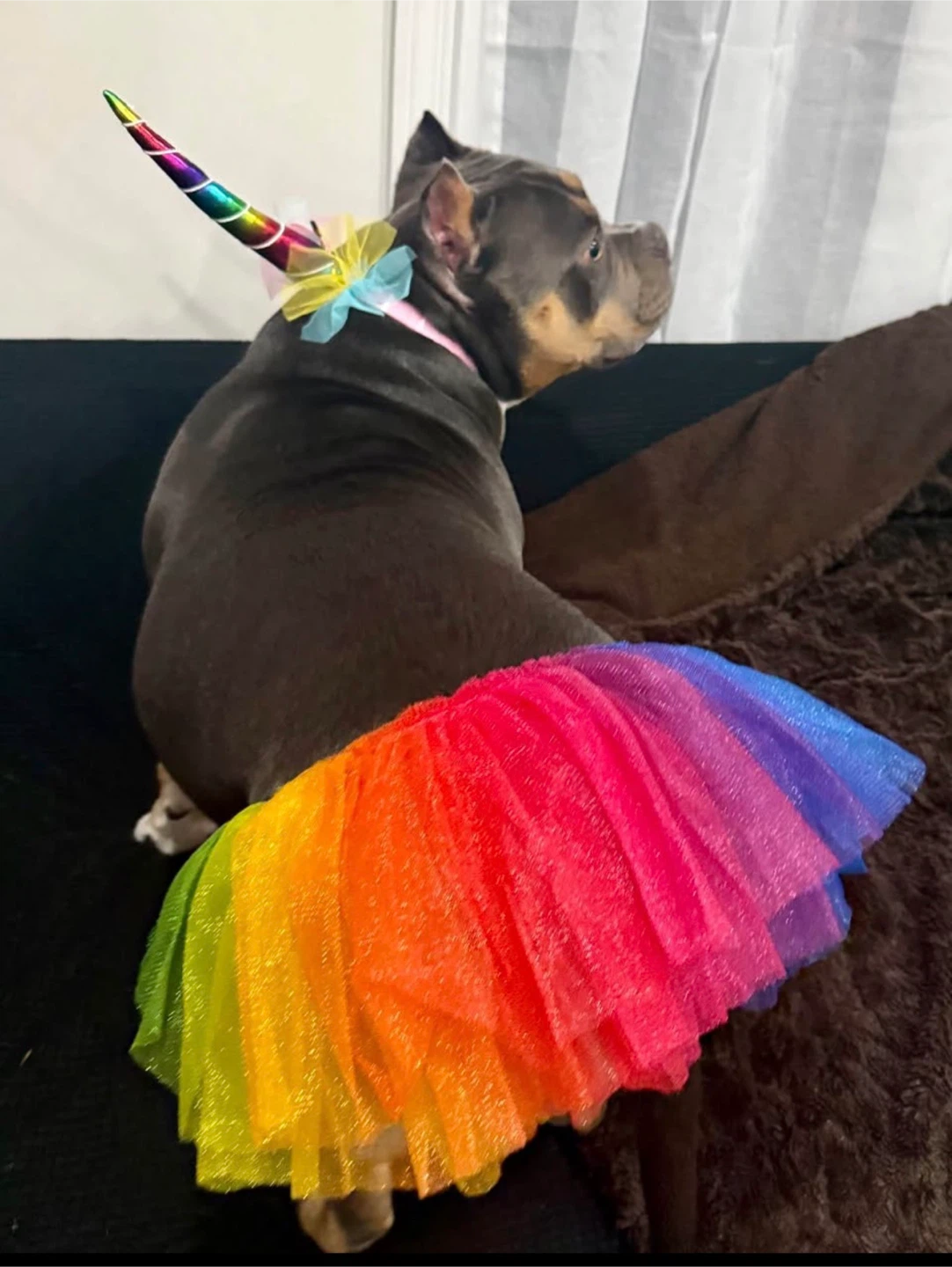 Pet Rainbow Tutu Skirt Large - photo 4
