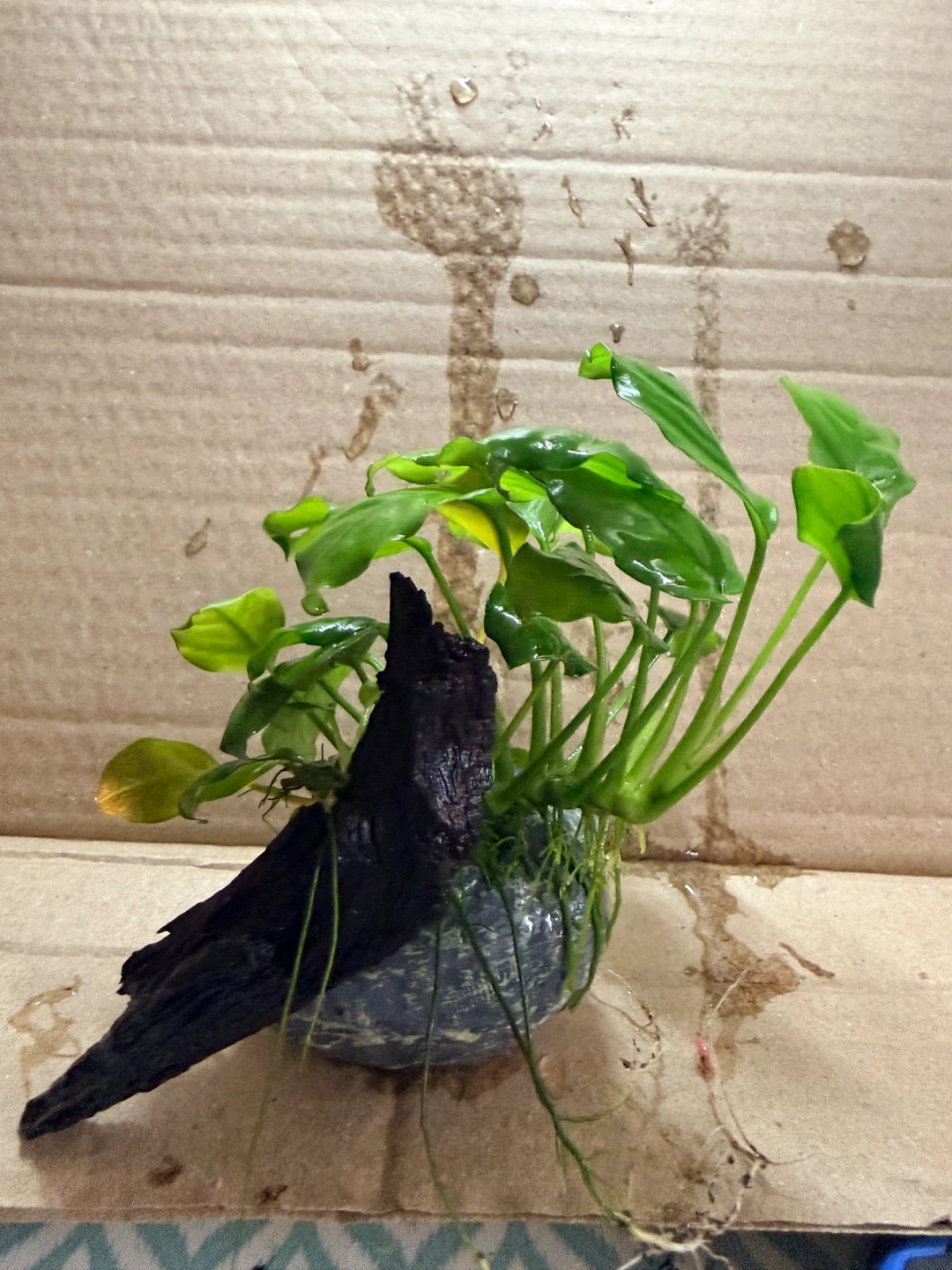 Anubias nana attached in small cave & small driftwood - photo 4