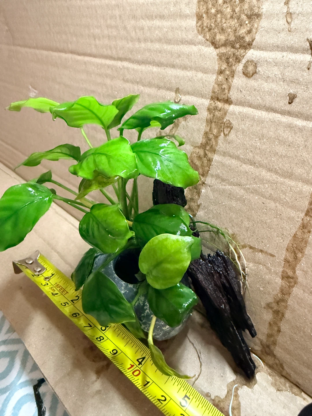 Anubias nana attached in small cave & small driftwood - photo 2