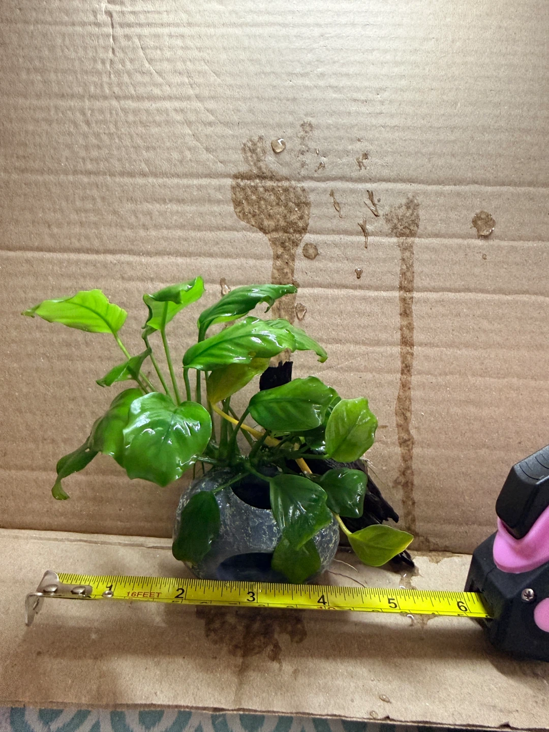 Anubias nana attached in small cave & small driftwood