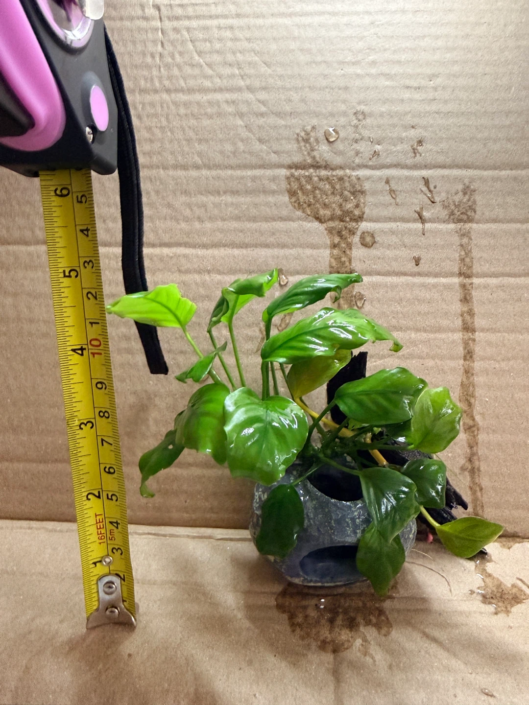 Anubias nana attached in small cave & small driftwood - photo 3