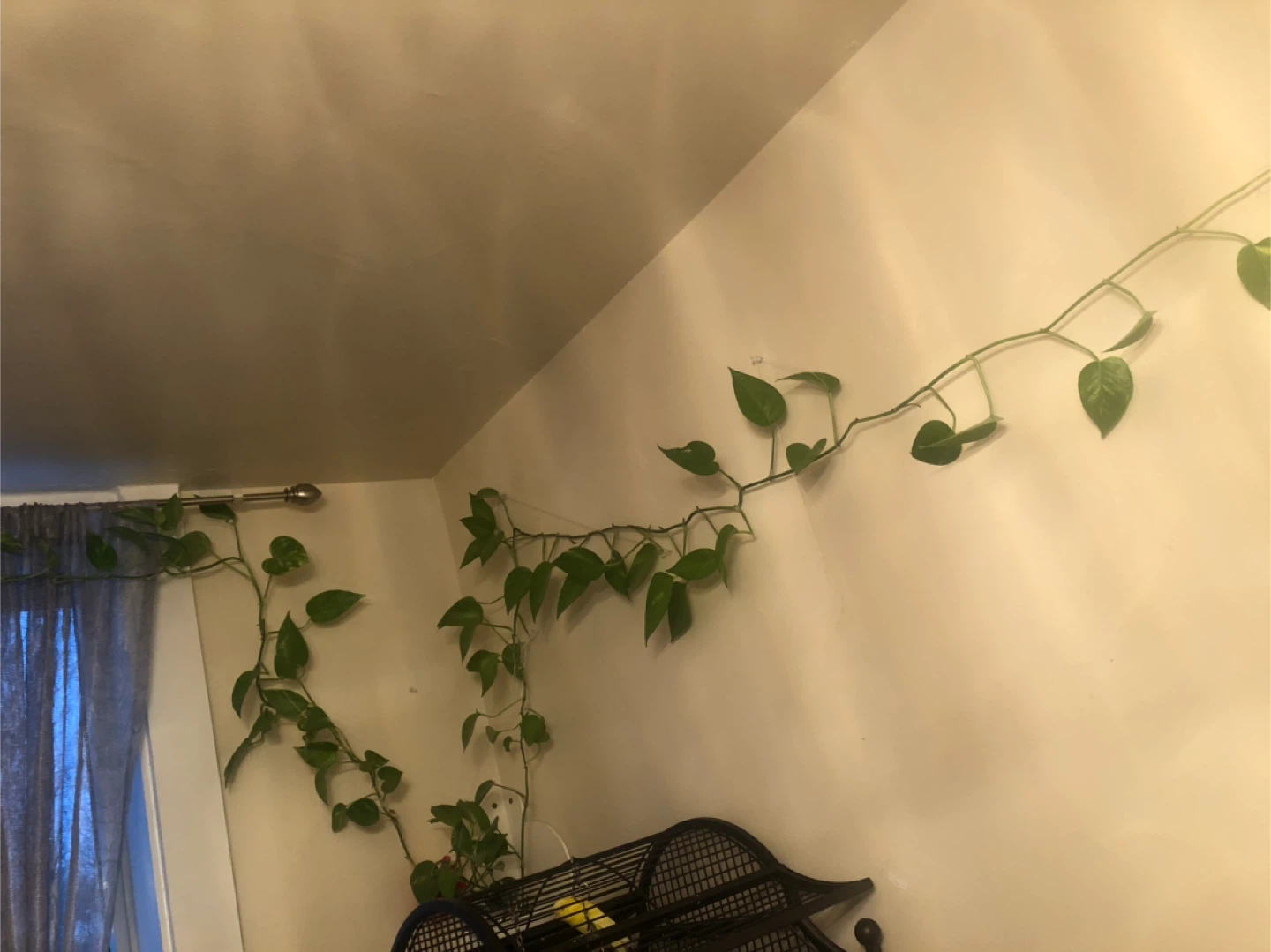 Pothos Vine Plant - photo 2
