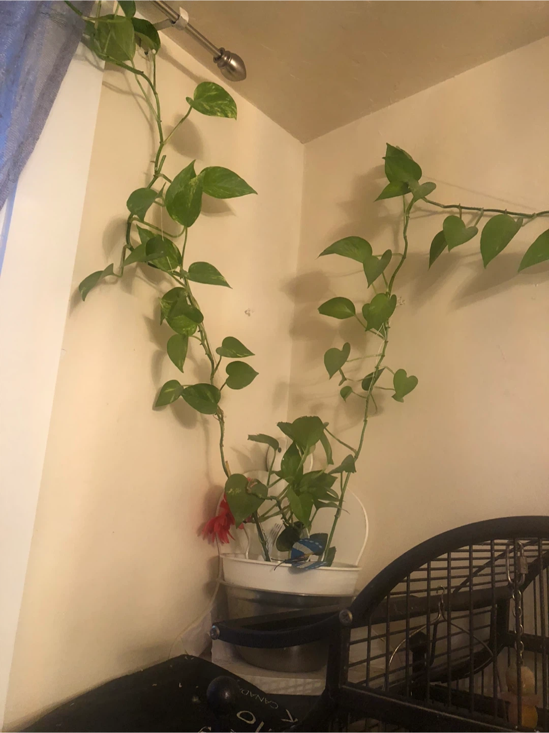 Pothos Vine Plant