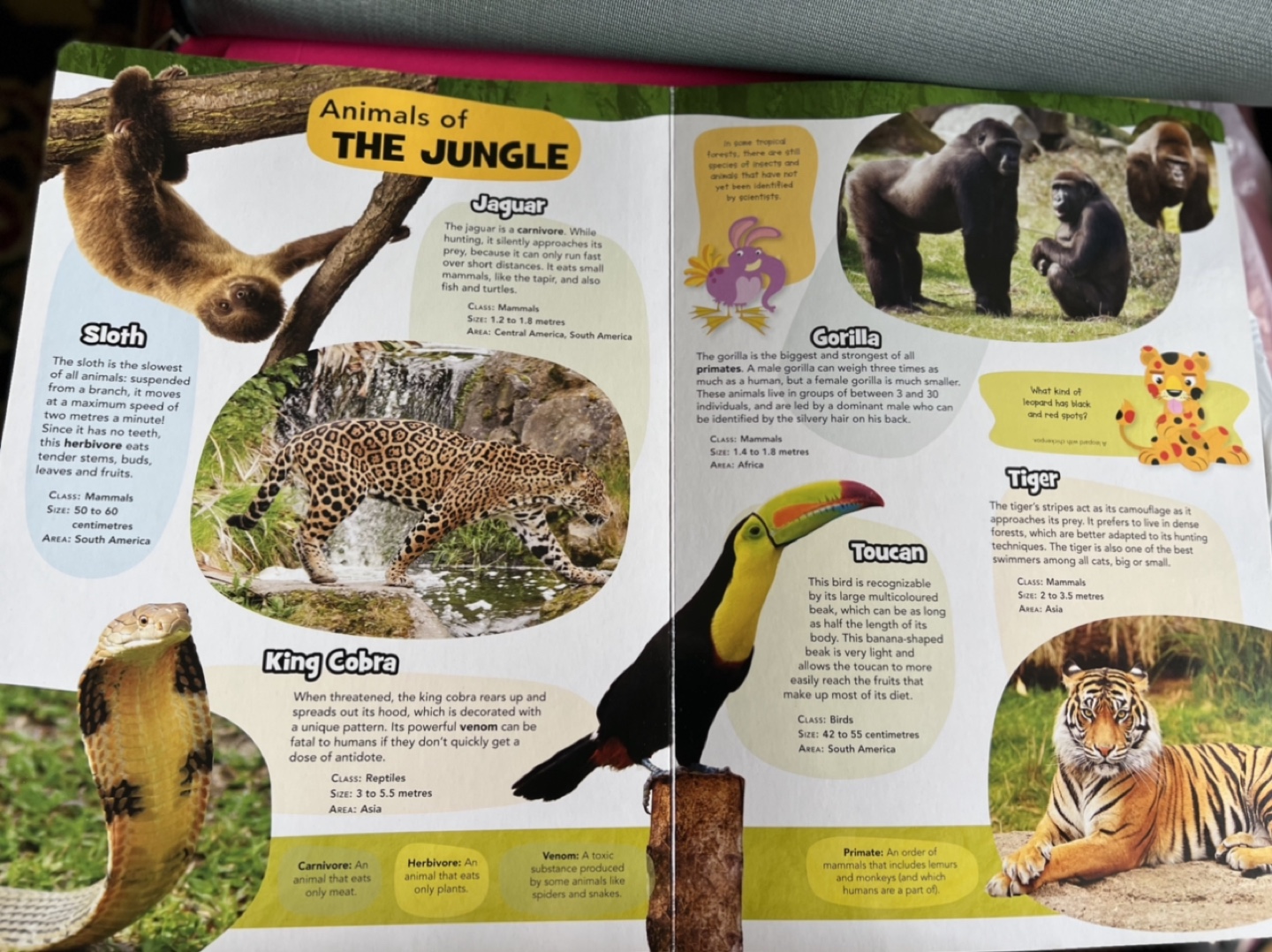New-Fascinating Wild Animals Book - photo 2