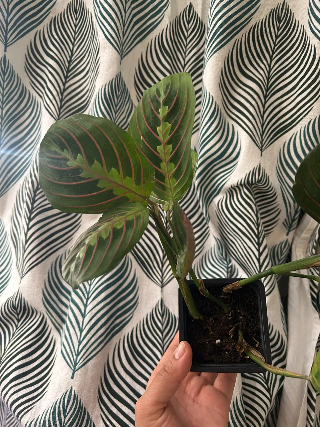 Prayer plant - photo 2