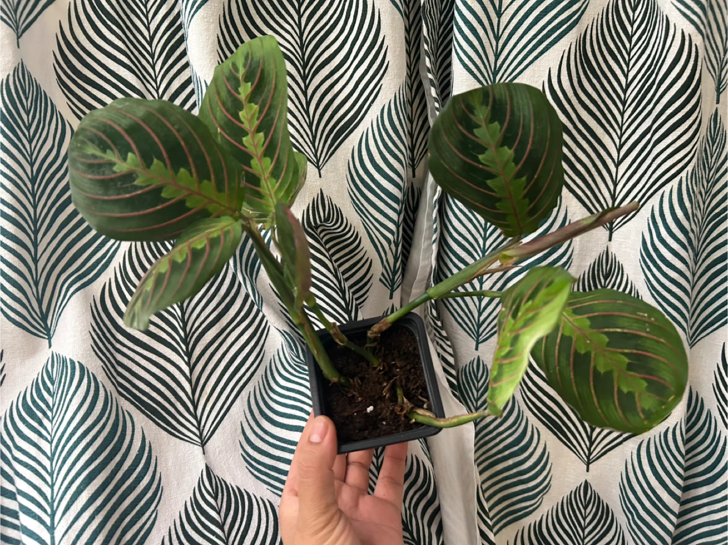 Prayer plant - photo 3