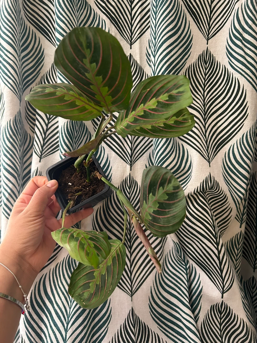 Prayer plant