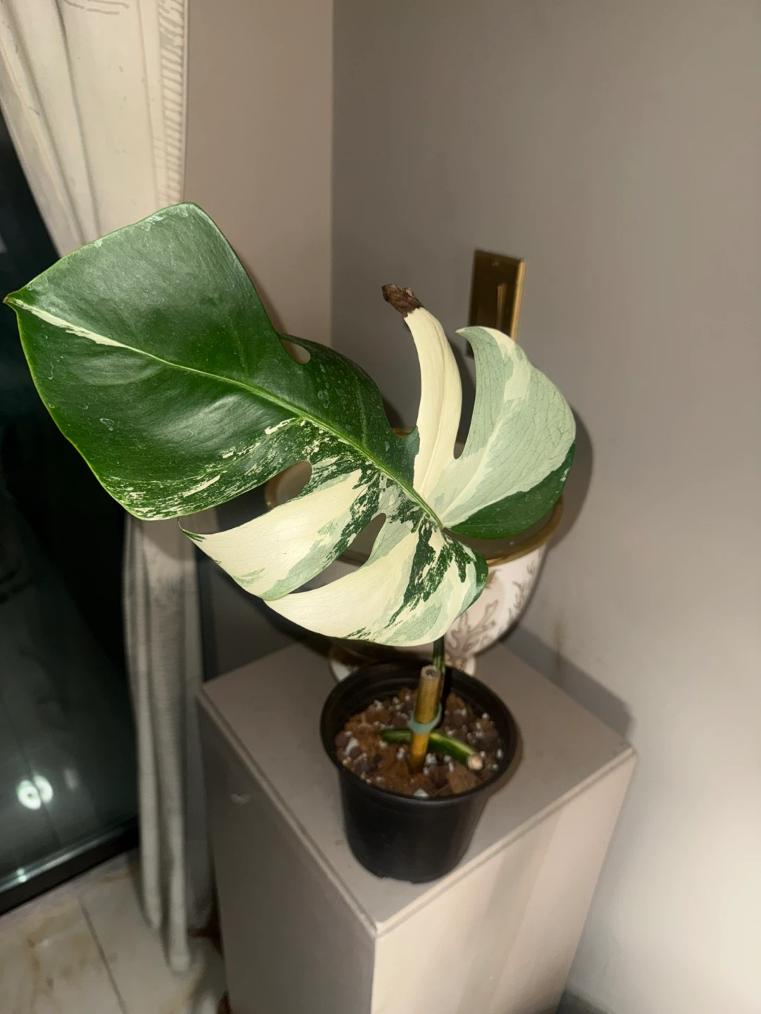 high variegation Monstera Albo fully rooted one leaf cutting