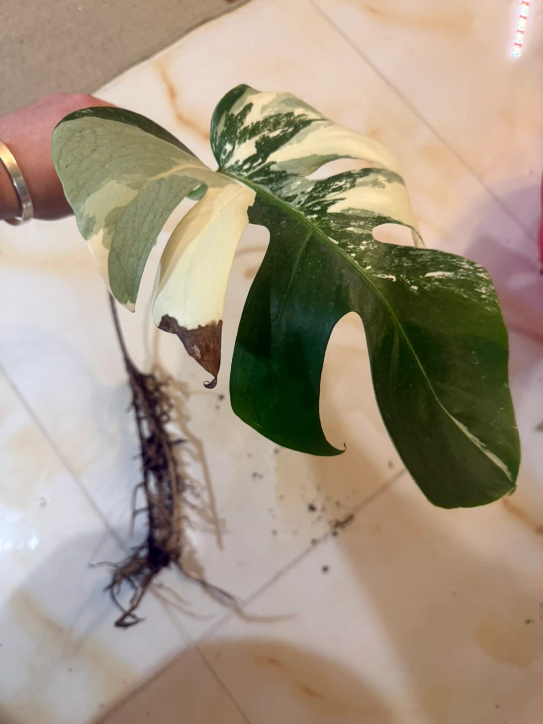 high variegation Monstera Albo fully rooted one leaf cutting - photo 4