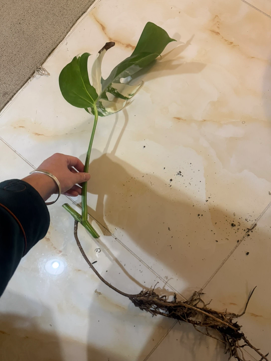 high variegation Monstera Albo fully rooted one leaf cutting - photo 5