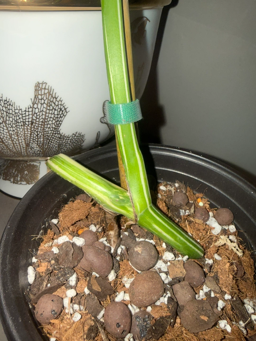 high variegation Monstera Albo fully rooted one leaf cutting - photo 3