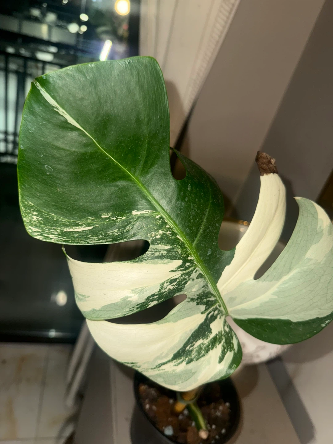 high variegation Monstera Albo fully rooted one leaf cutting - photo 2