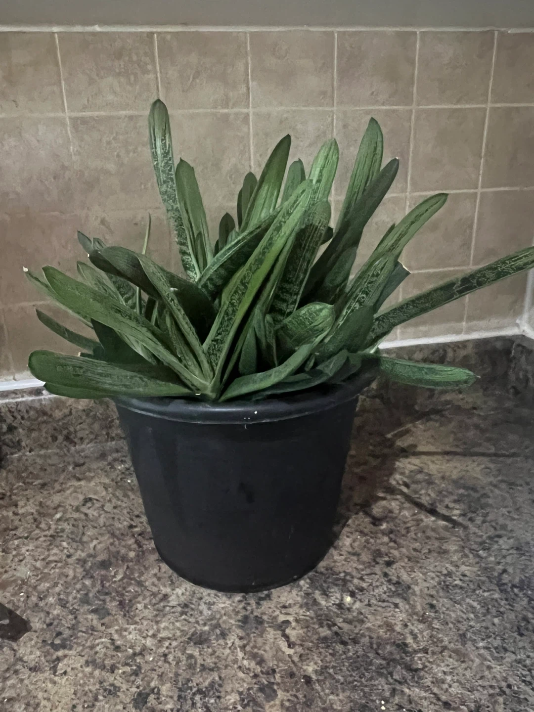 Assorted Potted Plants - photo 5