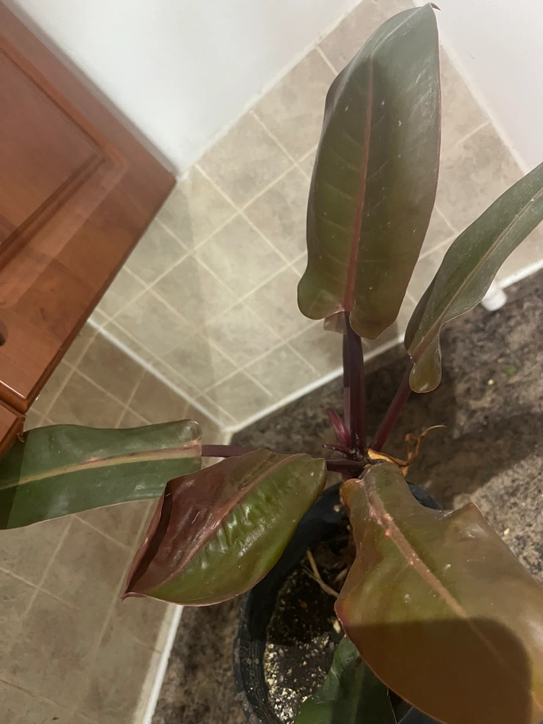 Assorted Potted Plants - photo 3