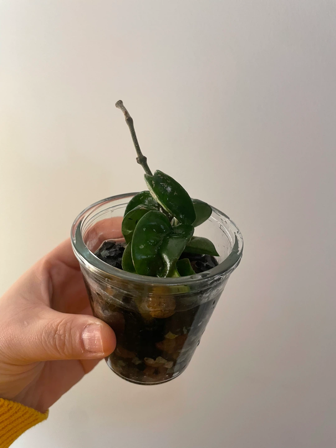 Hoya Hindu rope