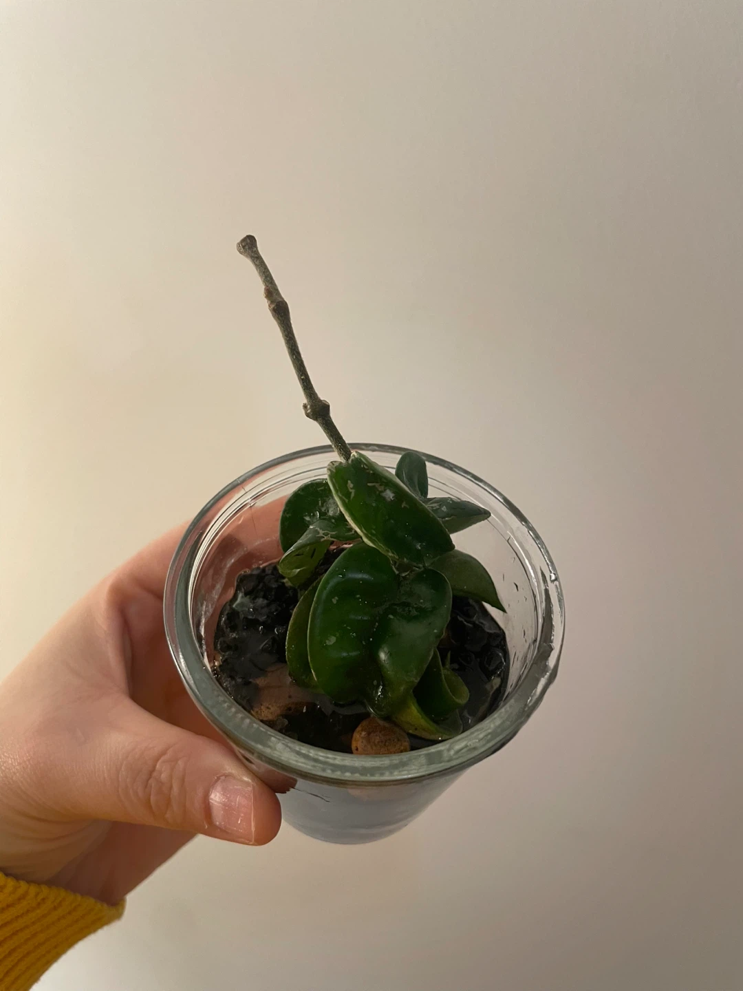 Hoya Hindu rope - photo 2