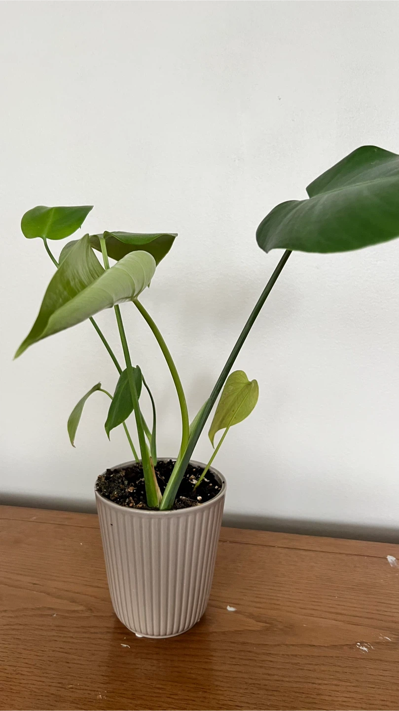 Monstera Plant in Grey Pot
