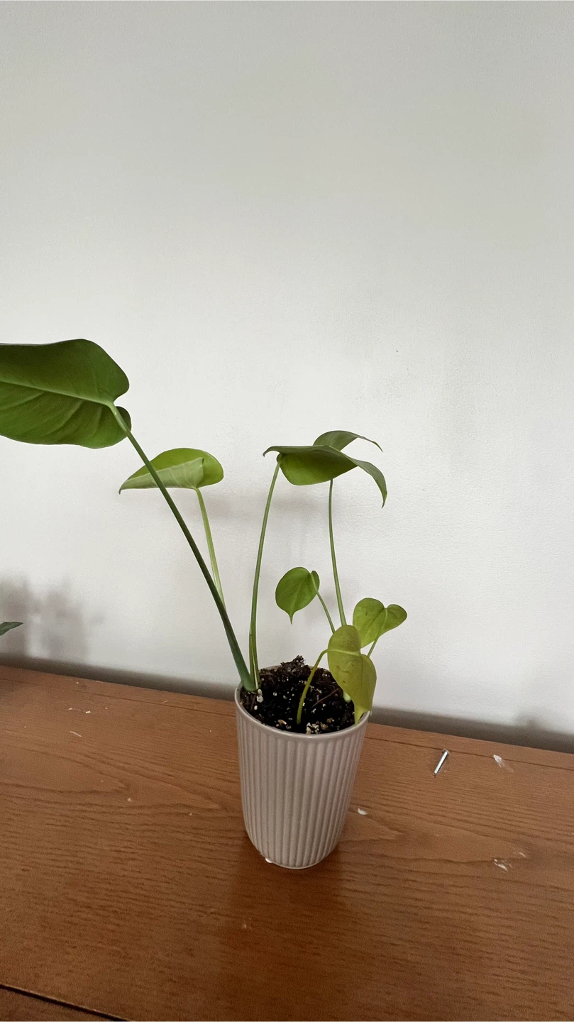 Monstera Plant in Grey Pot - photo 2