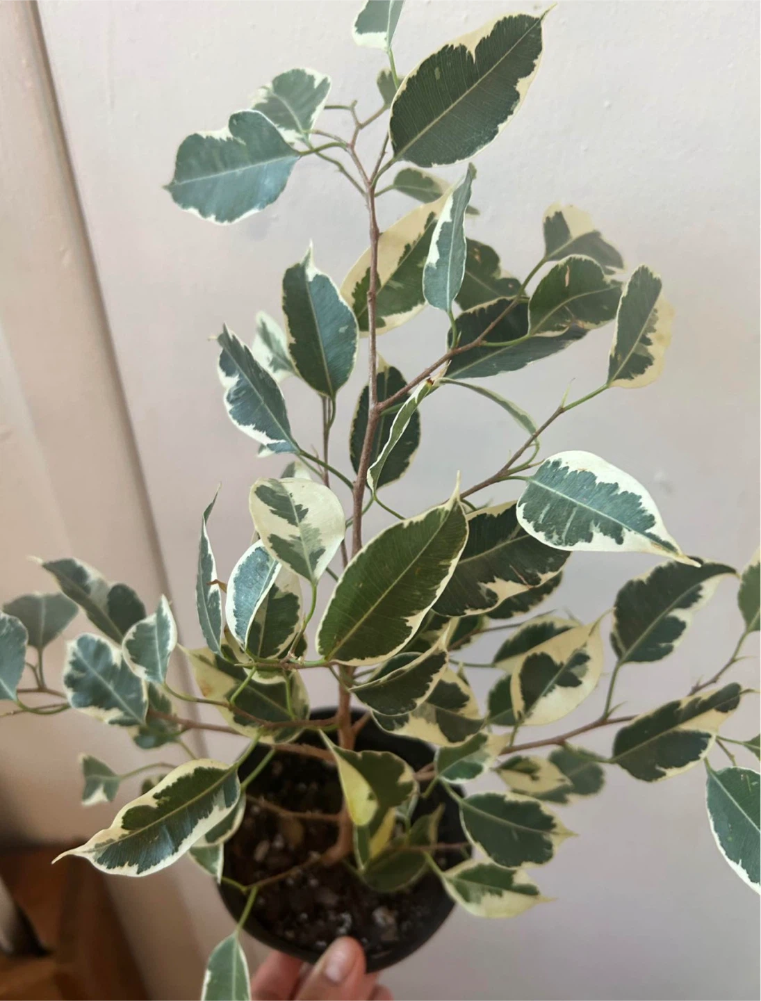 Ficus Benjamina Variegata - photo 5