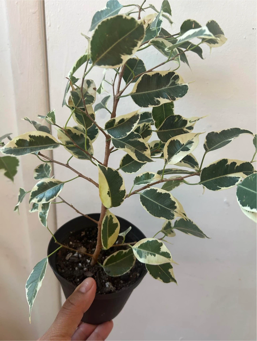 Ficus Benjamina Variegata - photo 3
