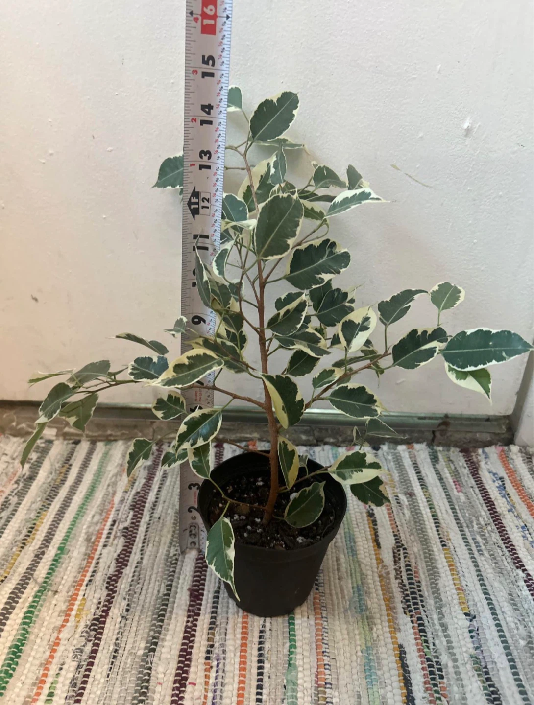 Ficus Benjamina Variegata - photo 2