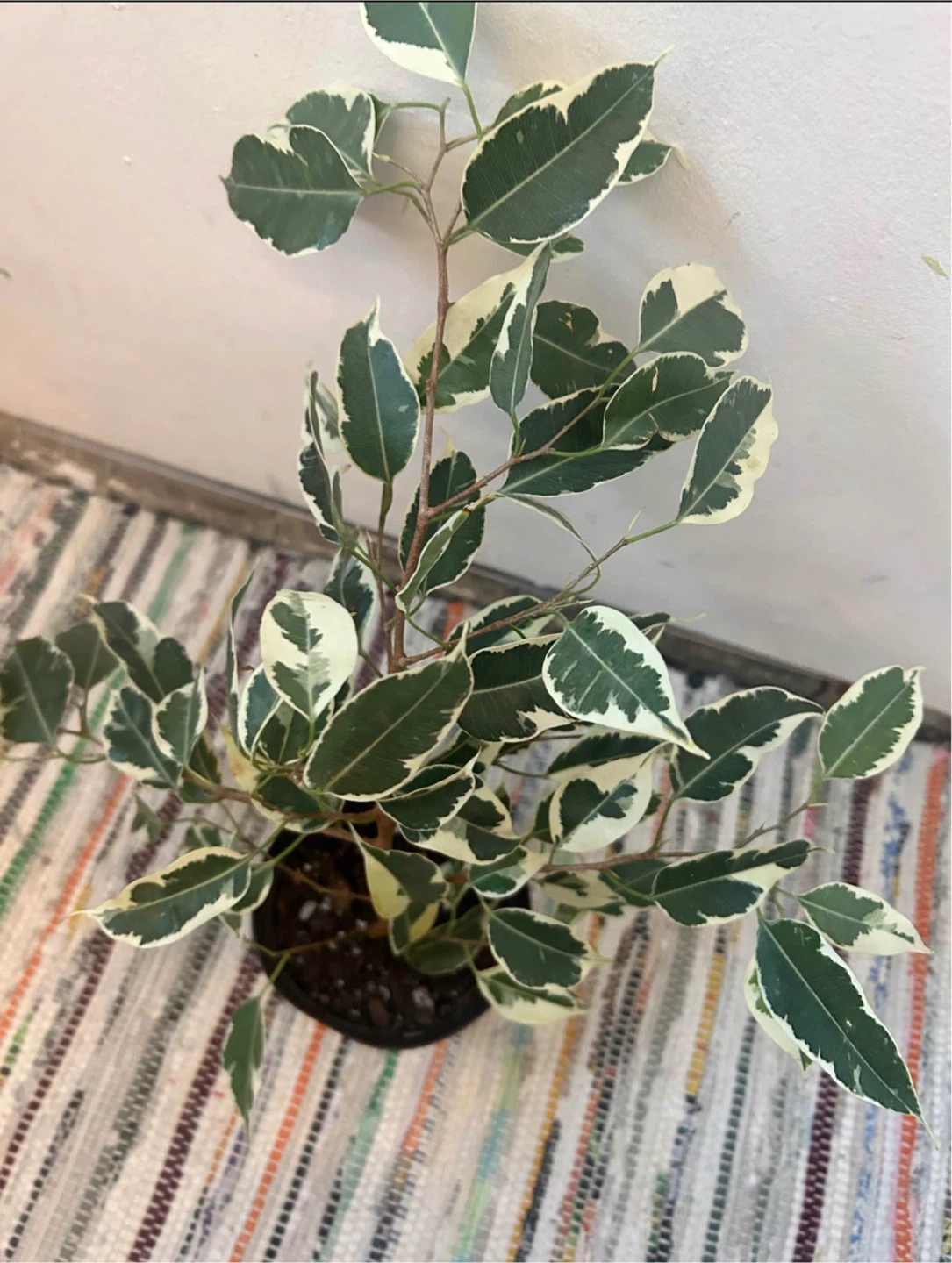 Ficus Benjamina Variegata - photo 4