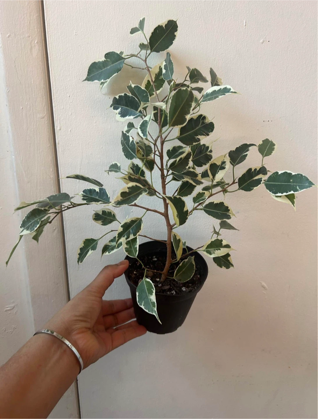 Ficus Benjamina Variegata