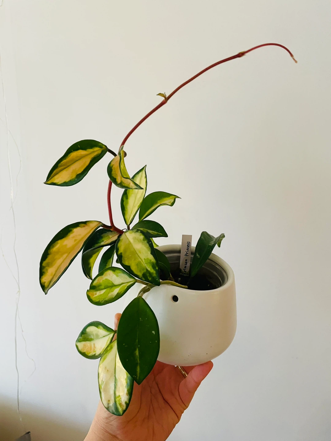 Hoya Carnosa 'Krimson Princess' Variegated Plant
