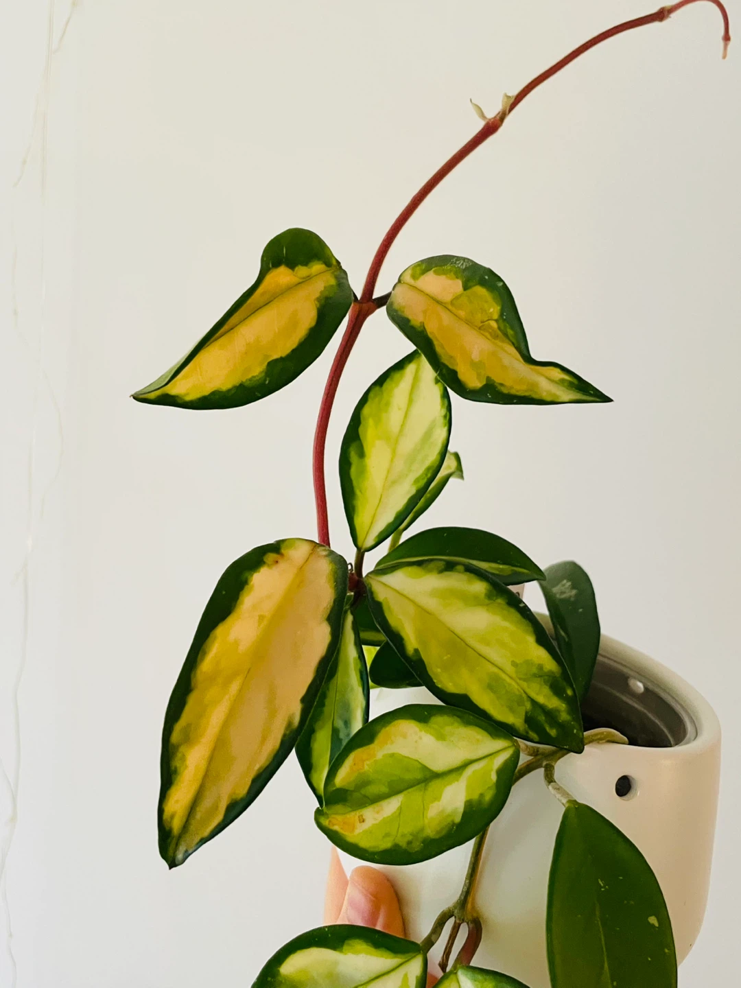 Hoya Carnosa 'Krimson Princess' Variegated Plant - photo 2