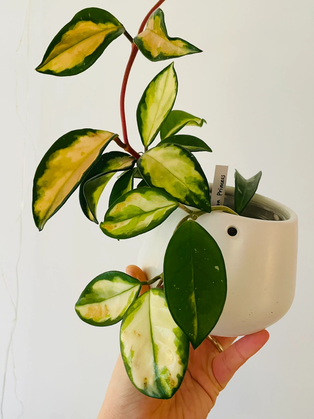 Hoya Carnosa 'Krimson Princess' Variegated Plant - photo 3