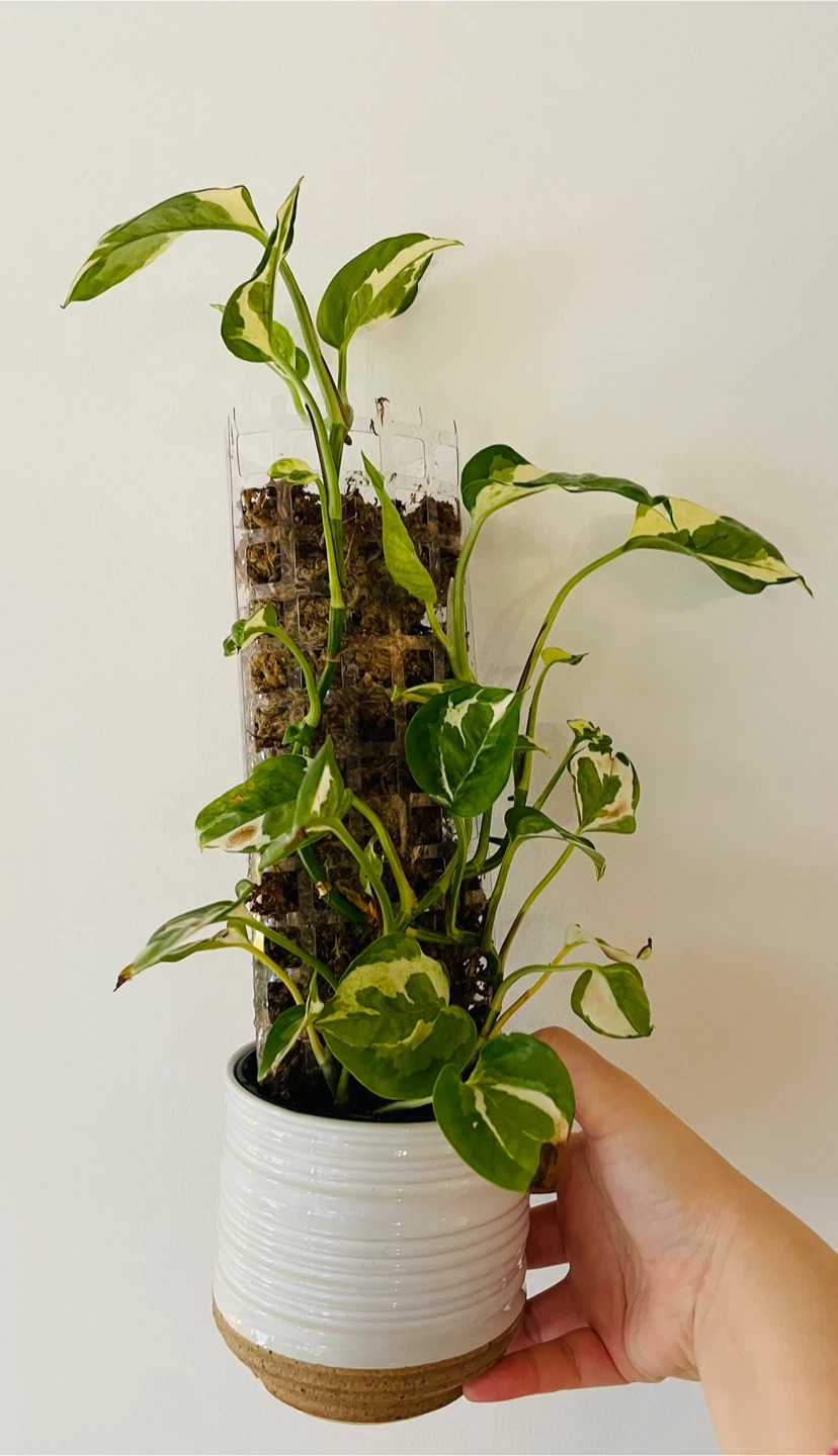Pothos N Joy in White Planter with Moss Pole - photo 3