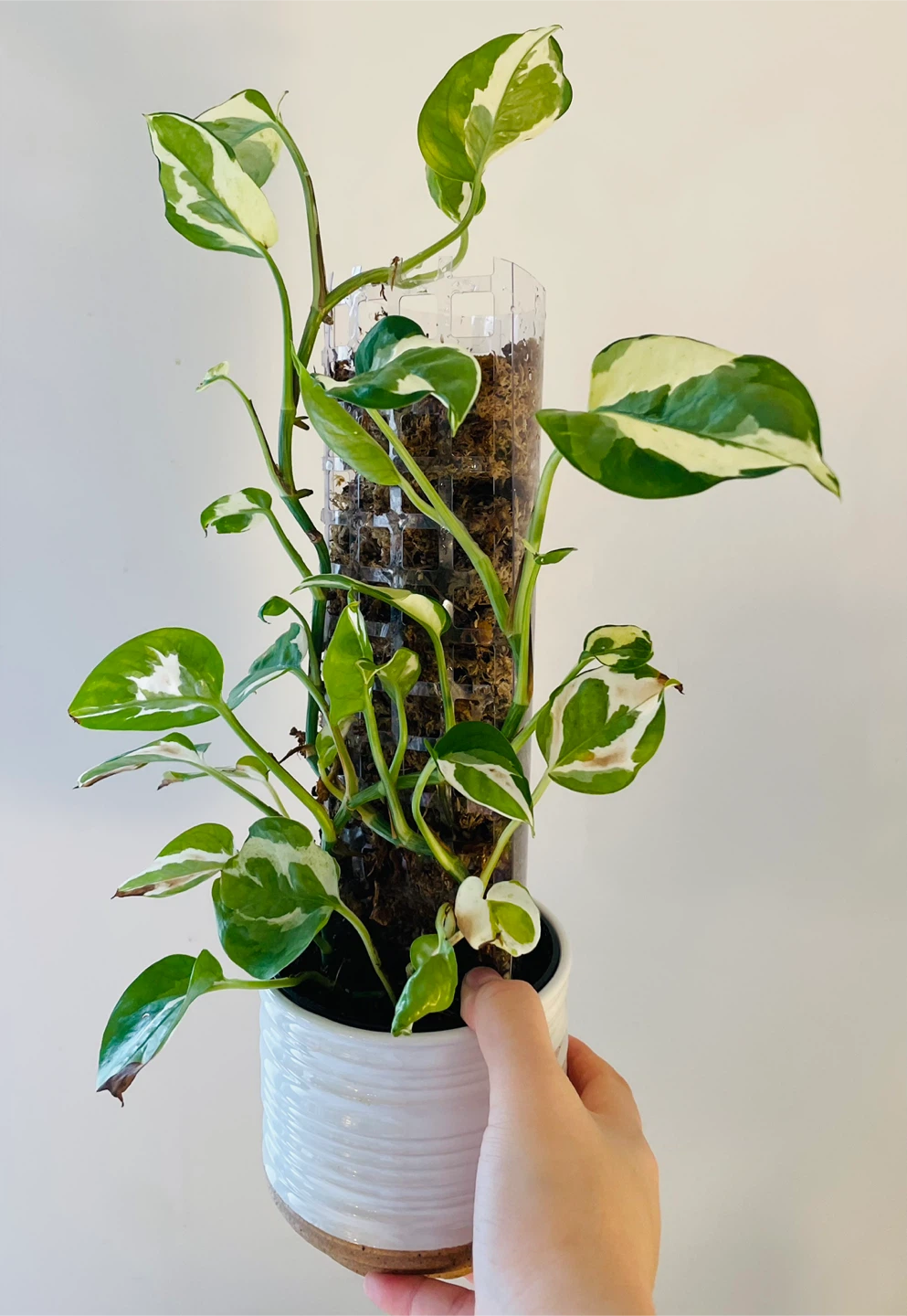 Pothos N Joy in White Planter with Moss Pole - photo 4