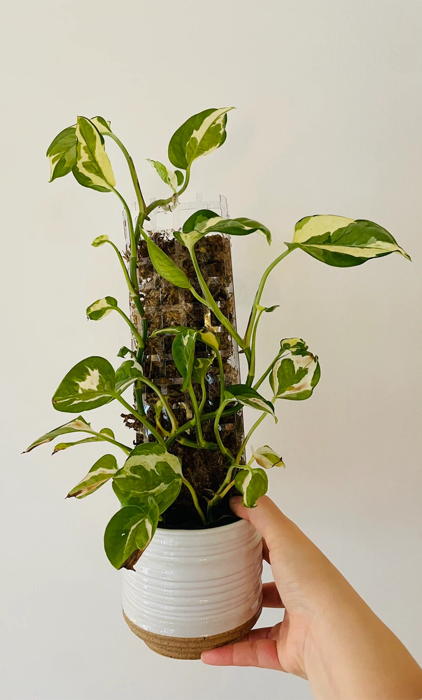 Pothos N Joy in White Planter with Moss Pole - photo 2
