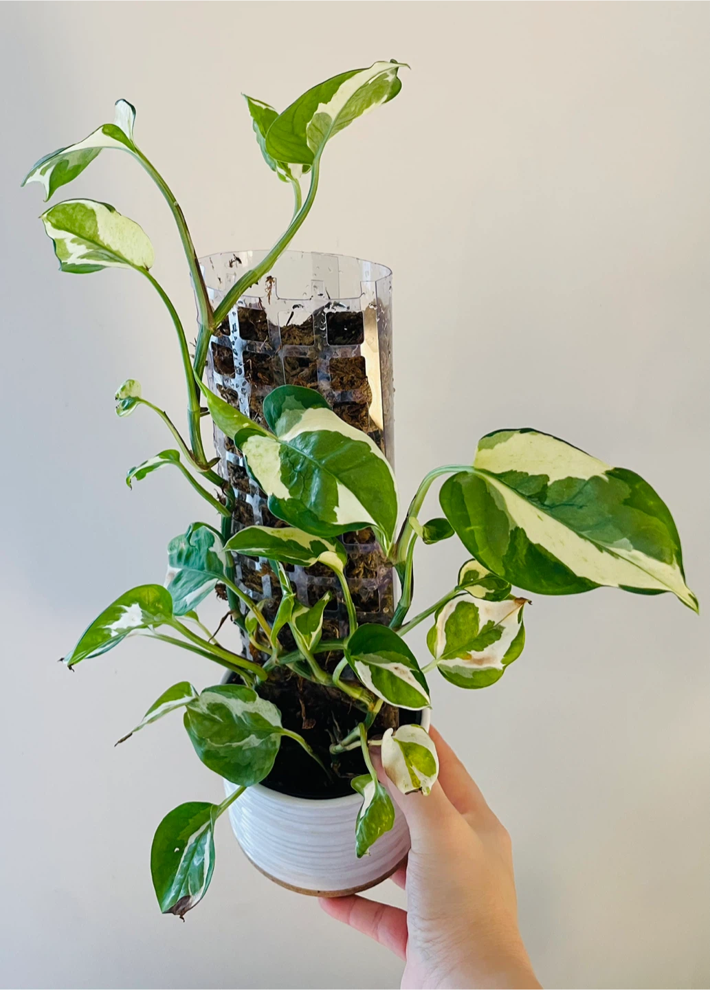 Pothos N Joy in White Planter with Moss Pole