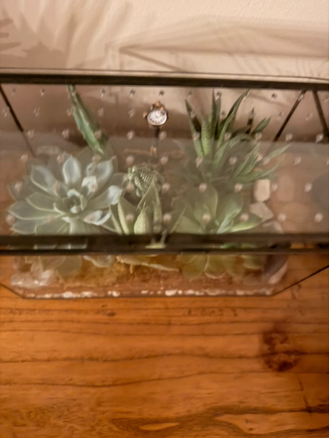 Geometric Terrarium with Succulents🏆 - photo 3