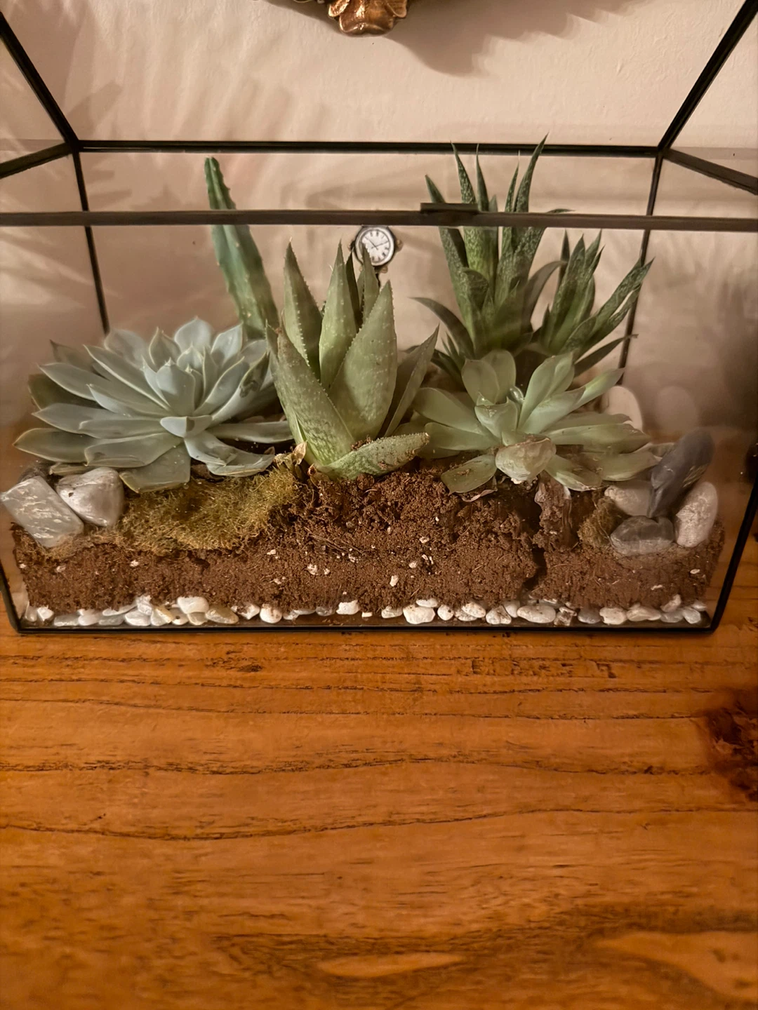 Geometric Terrarium with Succulents🏆 - photo 2