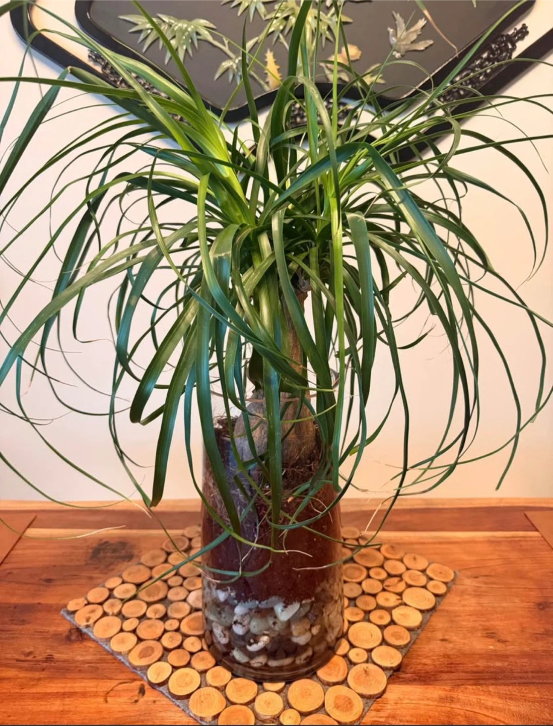 Ponytail Palm Plant in Glass Vase🏆