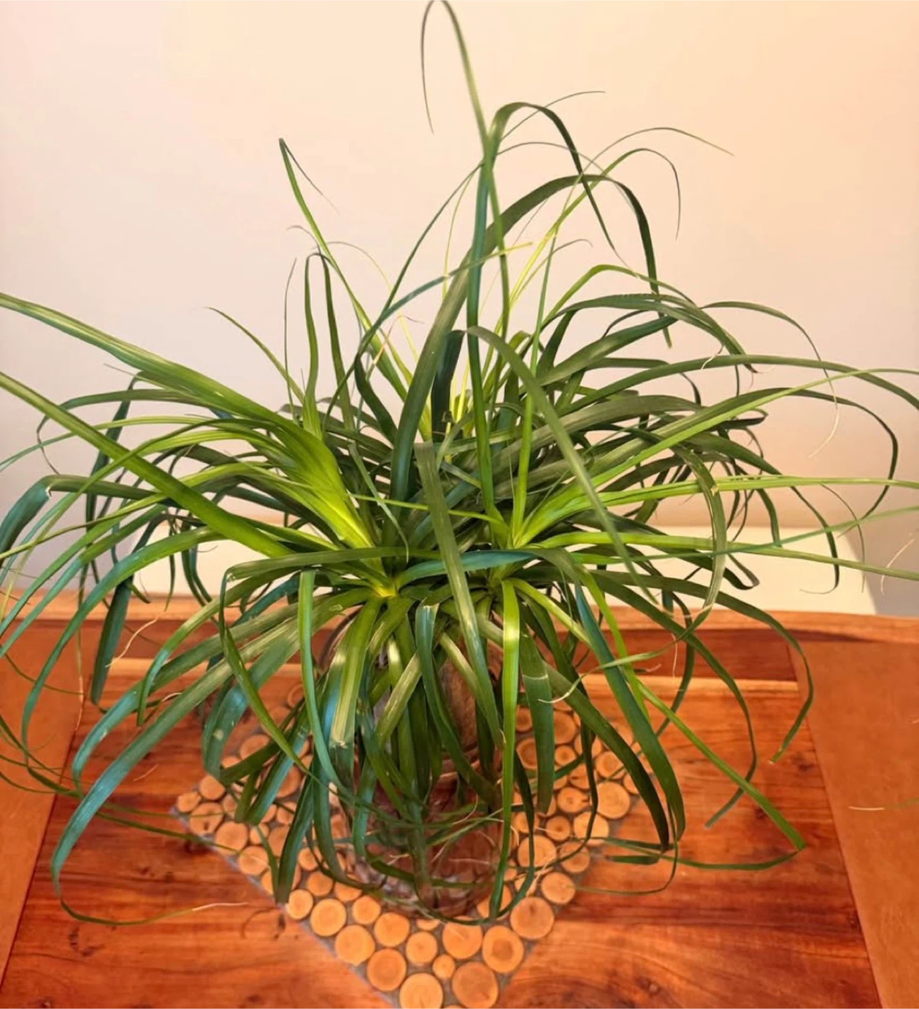 Ponytail Palm Plant in Glass Vase🏆 - photo 3