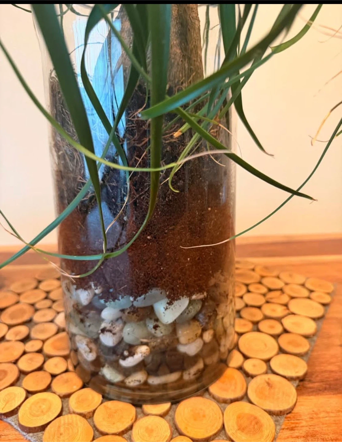 Ponytail Palm Plant in Glass Vase🏆 - photo 2