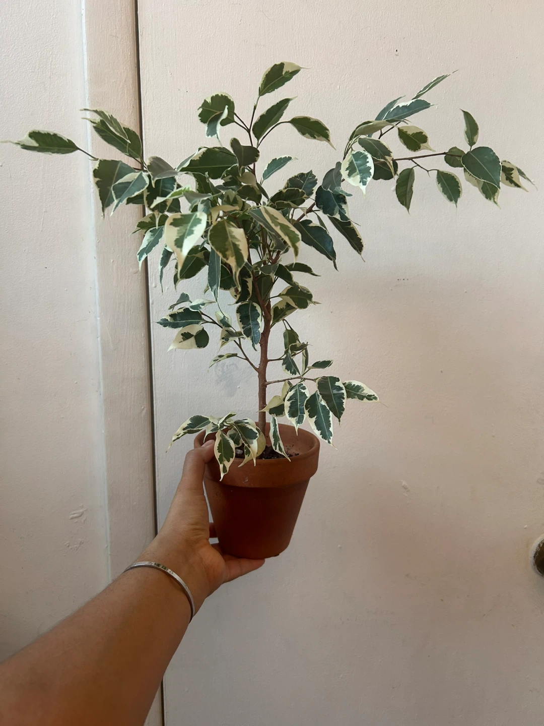 Ficus Benjamina Variegata With terracota - photo 4