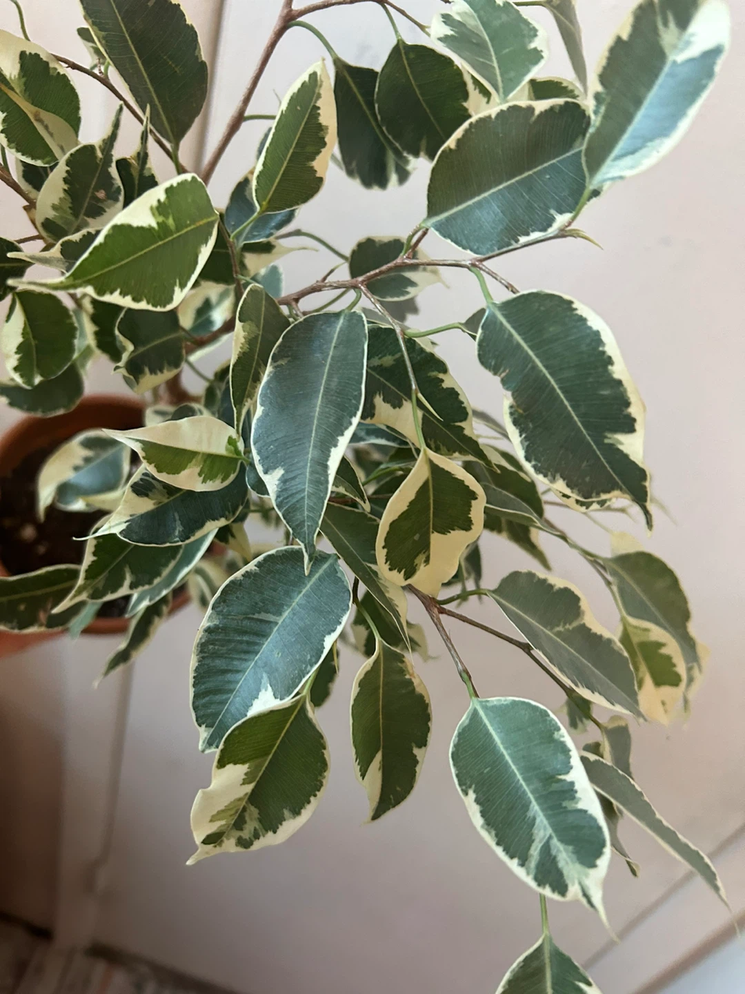 Ficus Benjamina Variegata With terracota - photo 2