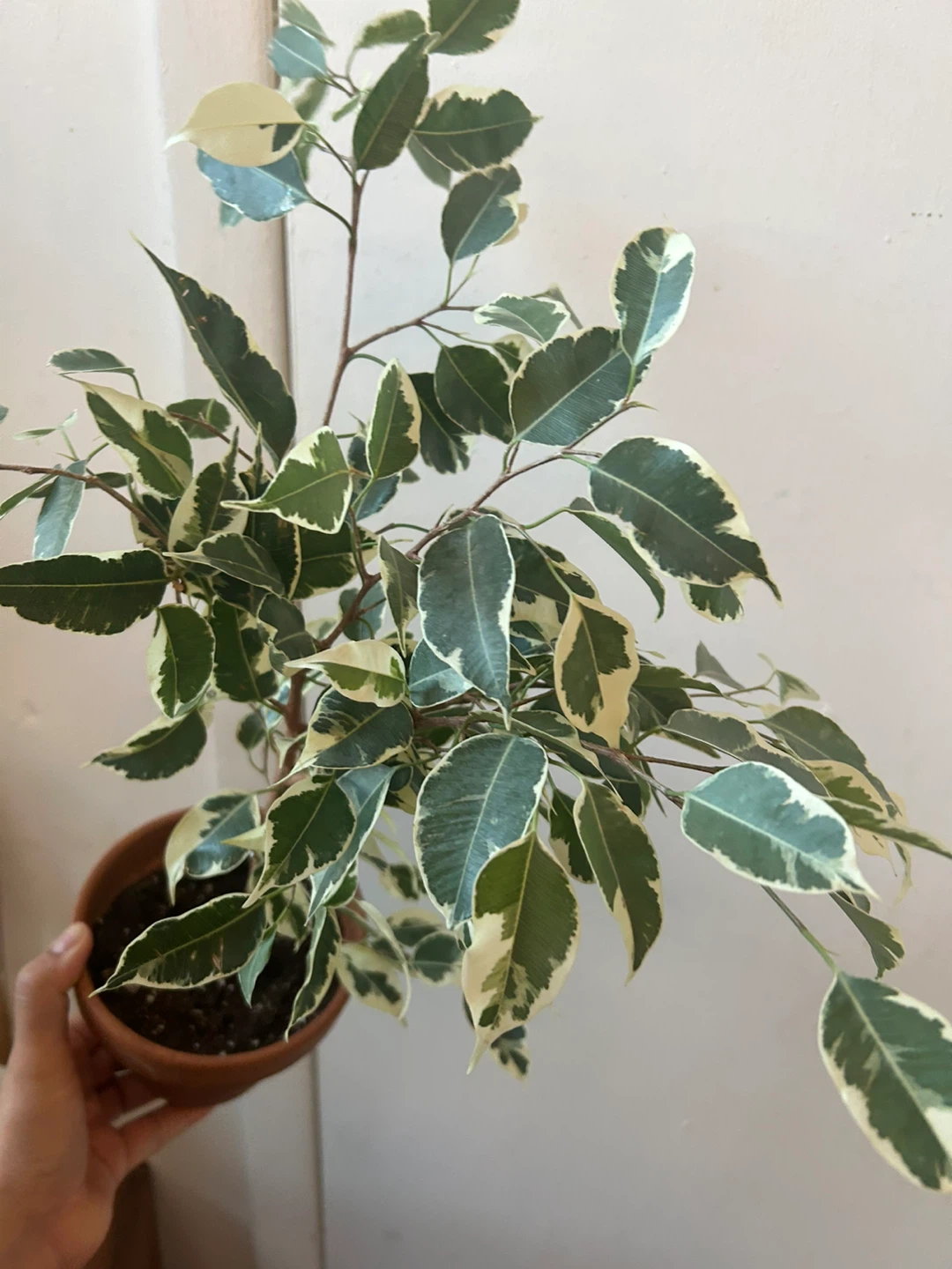 Ficus Benjamina Variegata With terracota - photo 3