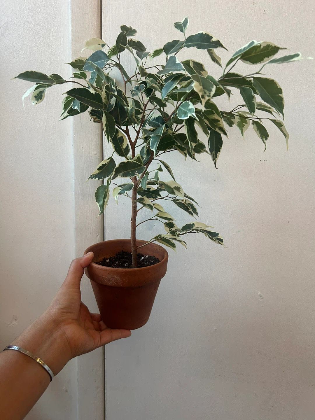 Ficus Benjamina Variegata With terracota