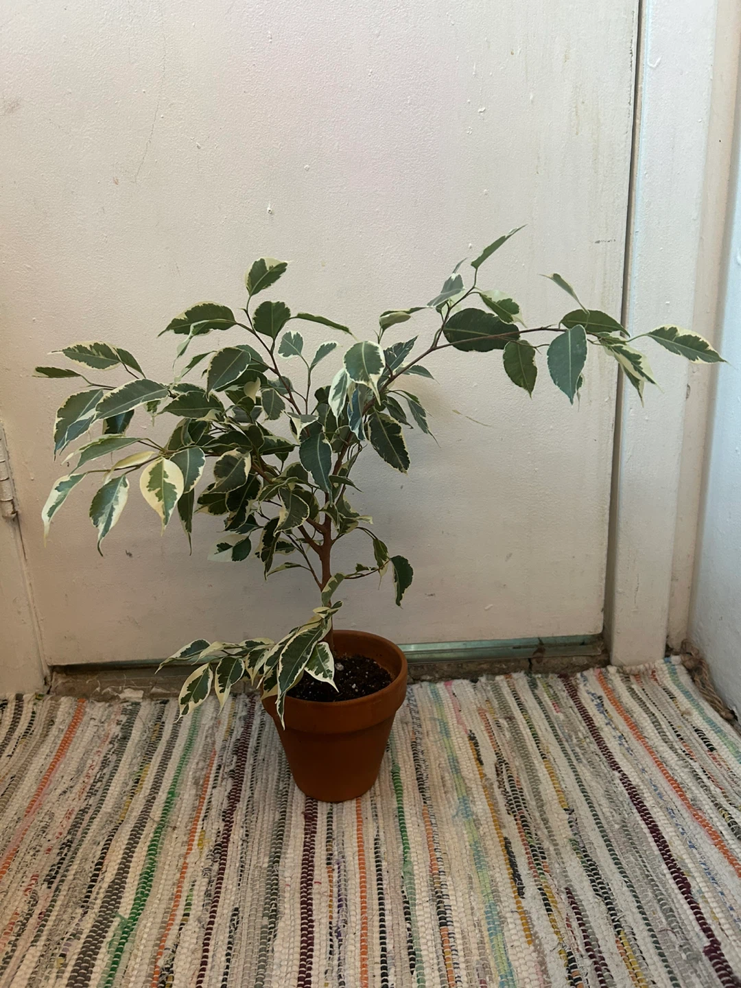 Ficus Benjamina Variegata With terracota - photo 5
